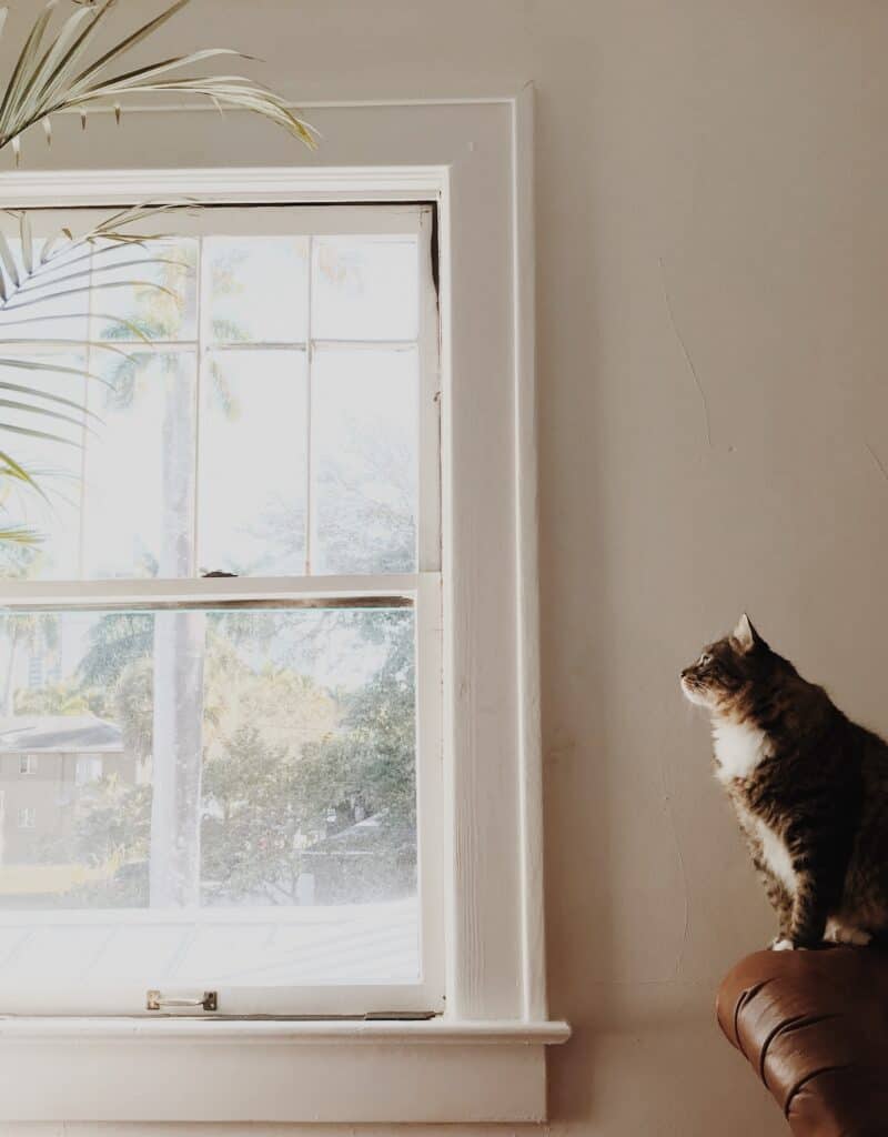 A cat sitting in front of the window of a Charlotte home.