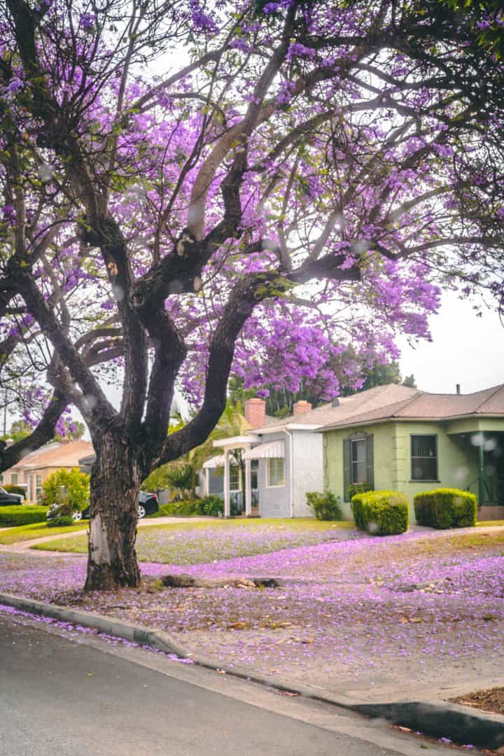 Blooming tree with purple flowers in front of a green house with new roof from charlotte roofing contractor
